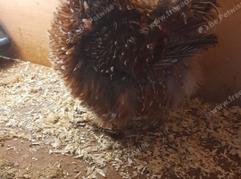 Millefleur Pekin bantam chickens