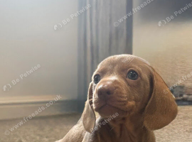 Ready now!! Miniature dachshund puppies