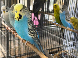 Exhibition male budgie