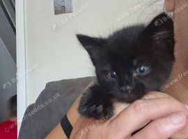 Kittens