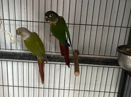 Pair of conures