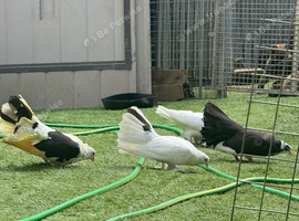 Indian fantails