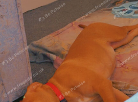 Beautiful 6 month old staff cross