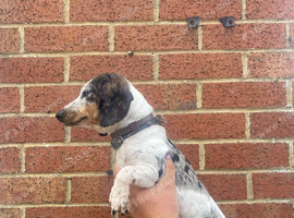 Daxie Jack