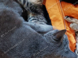 2 beautiful tabby kittens