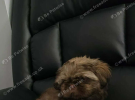 Beautiful imperial shih tzu