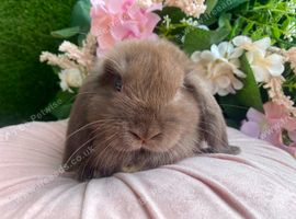 Mini lops