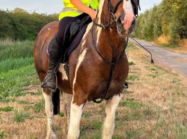 Approx 14.2hh all rounder type