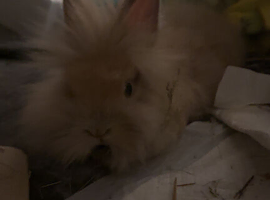 Bunny for sale