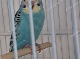Budgie
