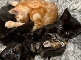 Beautiful litter of kittens
