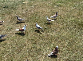 Racing pigeons for sale