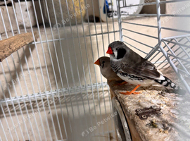 Finches Pair