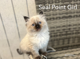 BEAUTIFUL RAGDOLL KITTENS READY  TO LEAVE NOW