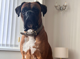 STUNNING KC REGISTERED STUD DOG AVAILABLE