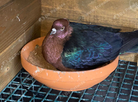 8 fancy pigeons