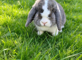 Mini lop girl blue VM/split