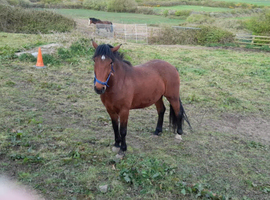 Stunning Registered 4 year old Bay Irish Draught
