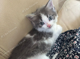 Gorgeous kittens for sale
