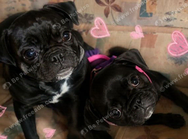 BEAUTIFUL FRUGS 2