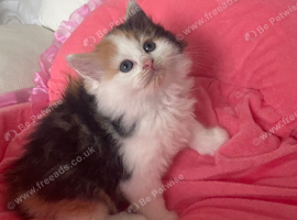 Long Haired Maine Coon /Ragdoll x Girl