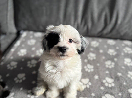Adorable maltipoo puppies REDUCED