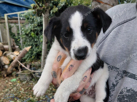 Jack Russel x Shetland sheep dog
