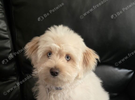 Maltese bichon girl