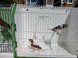 Portuguese harlequins for sale