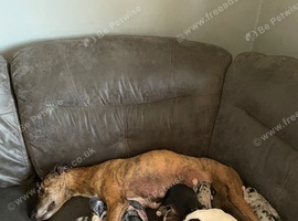 Lurcher pups