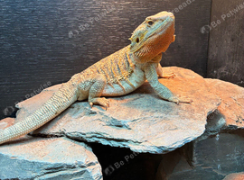 Bearded dragon with full setup/vivarium/cabinet