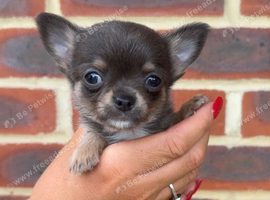 Stunning chihuahua puppies READY to leave