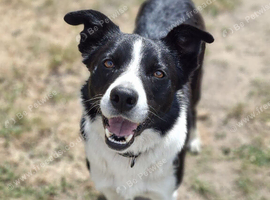 Male Border Collie for Sale