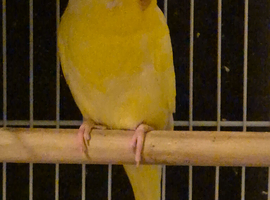 Adult Budgies