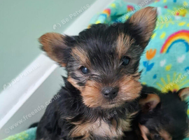 Yorkshire Terrier puppies