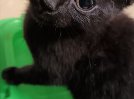 16 week old kitten