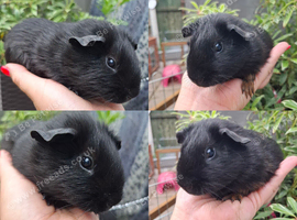 Pairs of Self Black Baby Brothers Guinea Pigs