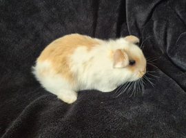 8 week old baby lop rabbits