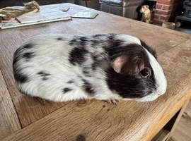 Guinea pigs chocolate Dalmatian girls