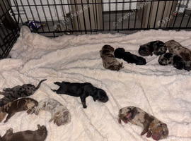 Lil baby sausages
