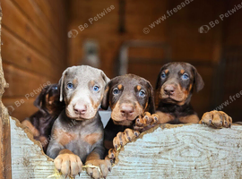 Top Quality KC'D Stunning Chunky Dobermann pups