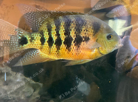 Bocourti Cichlid 6-8&rdquo;