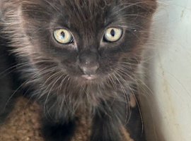 Kittens