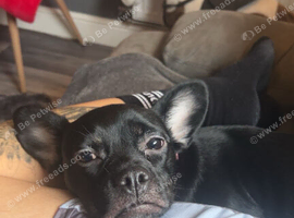 French bulldog cross patterdale