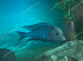 Blue Dolphin Cichlid for sale