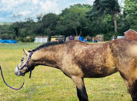 Beautiful 3 Year Old Welsh Part Bred