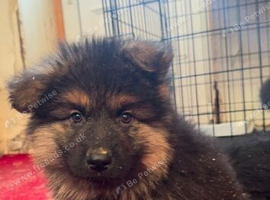 German shepherd puppies