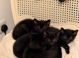 All black kittens