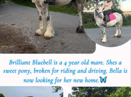 Gary ride and drive mare