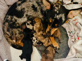 Miniature dachshund x Chihuahua puppies